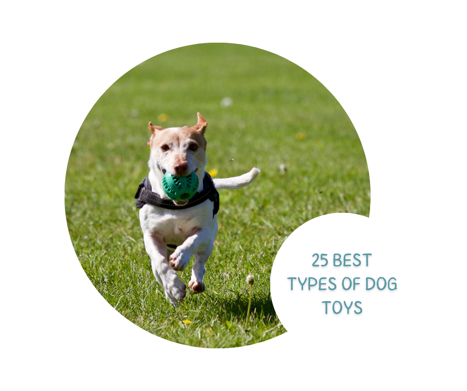 Unleash the Fun: The 25 Best Types of Dog Toys for Every Pup