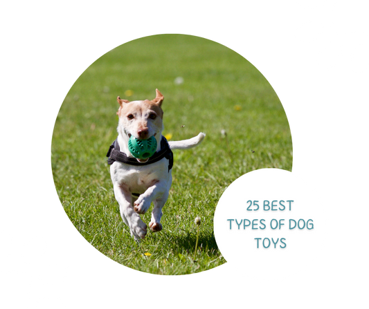 Unleash the Fun: The 25 Best Types of Dog Toys for Every Pup